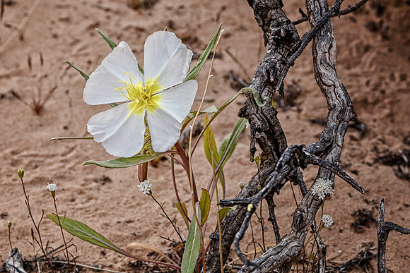 Desert Primrose
