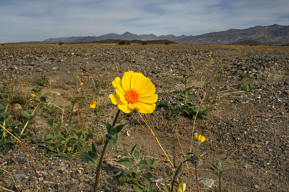 Desert Daisy, Death Valley