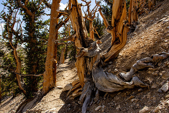 June - Bristlecone Forest
