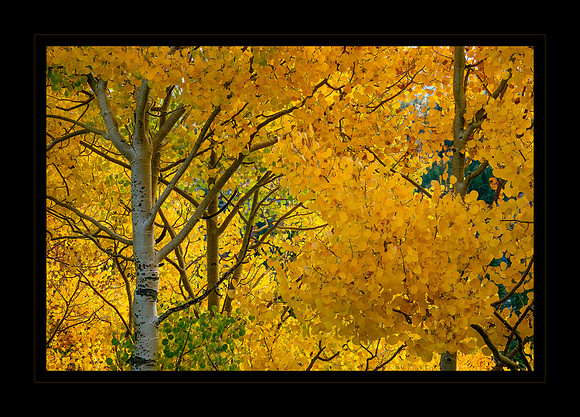 Aspen