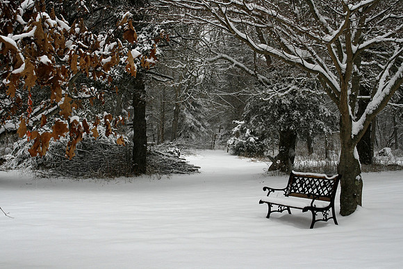 Mom's Front Yard