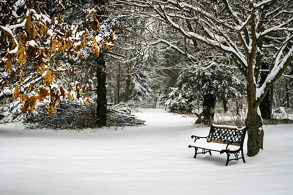 Mom's Front Yard