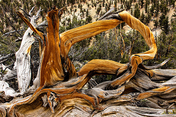 November - Bristlecone Forest