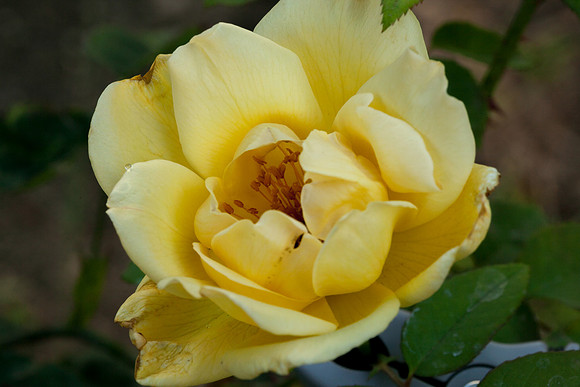 Rose, beginning to end-10