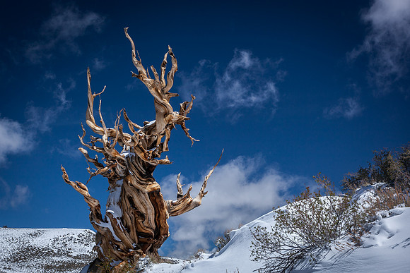 Bristlecone Pine Forest