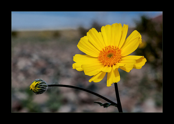 Desert Gold, Death Valley