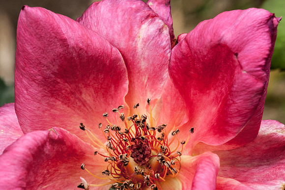 Rose, beginning to end-7