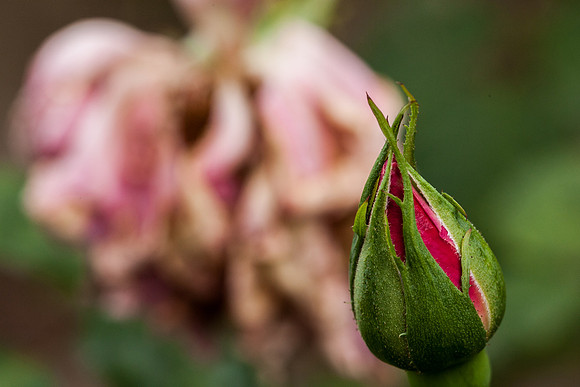 Rose, beginning to end-1