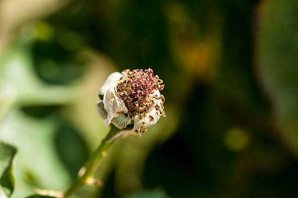 Rose, beginning to end-14
