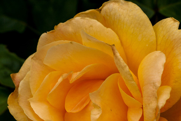 Rose, beginning to end-4