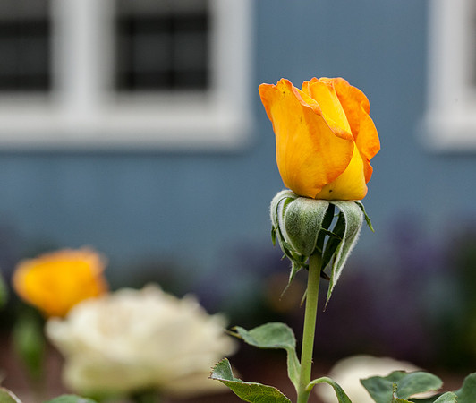 Rose, beginning to end-3