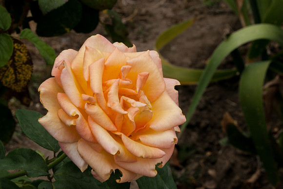 Rose, beginning to end-5