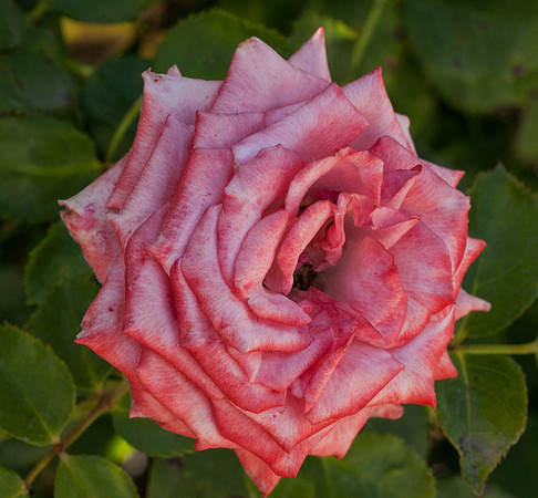 Rose, beginning to end-8