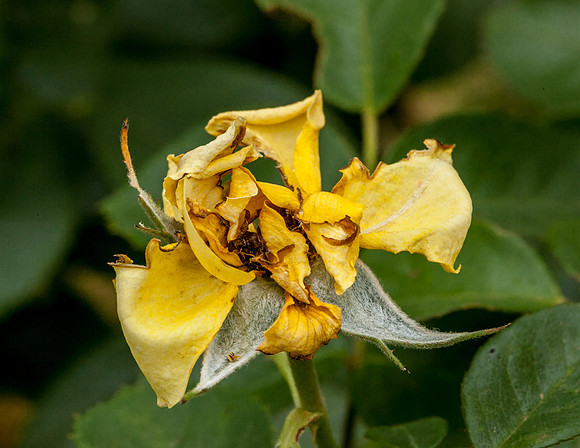 Rose, beginning to end-12