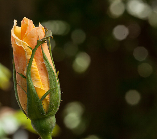Rose, beginning to end-2