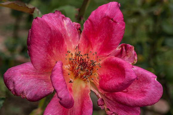 Rose, beginning to end-6