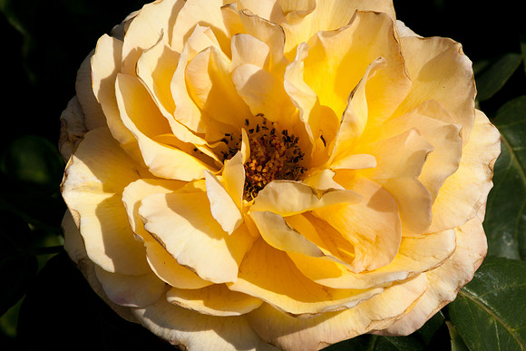 Rose, beginning to end-9