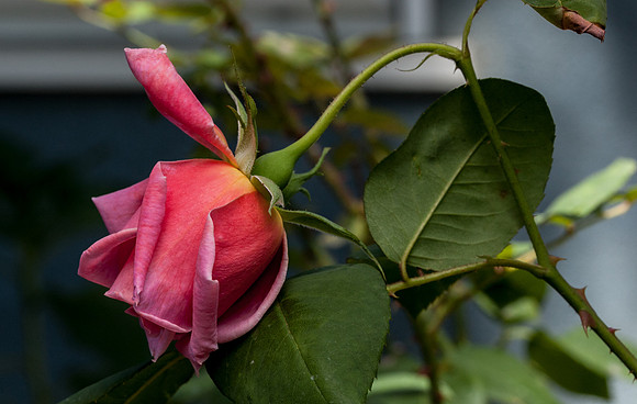 2017 Rose