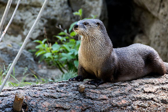 2017 Otter