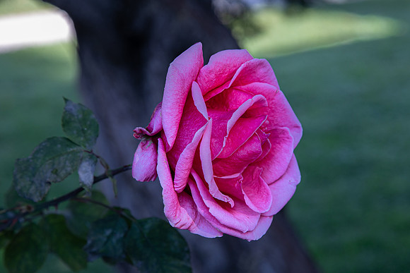 2021 February-rose in the front yard