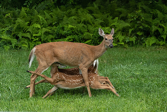 2020 May-Mealtime