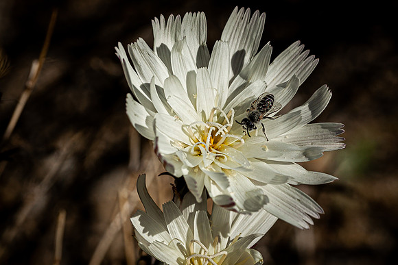 2020 April-Californina Chicory