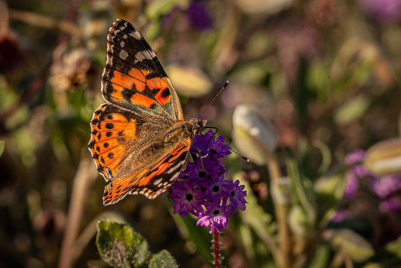 2020 August-Monarch and Desert Sand Verbena