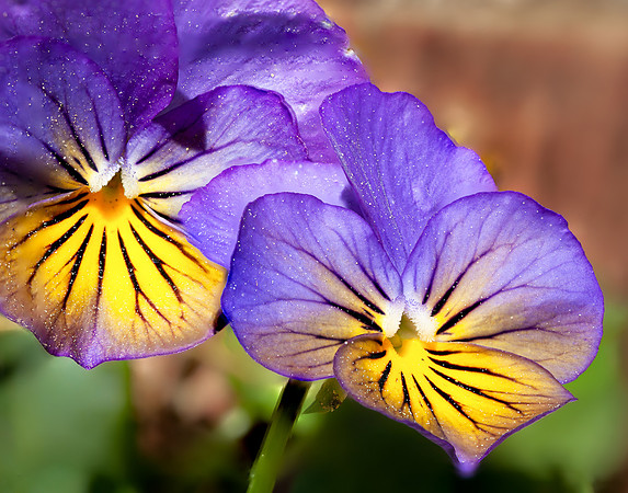 2020 October-Viola