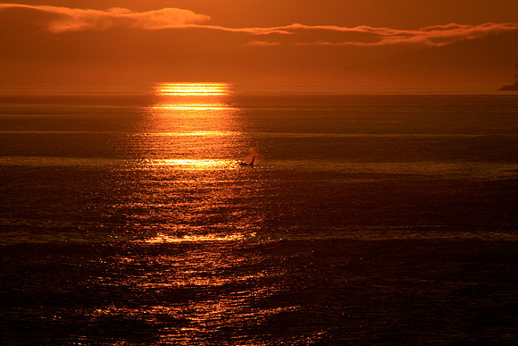 Orca in Sunset