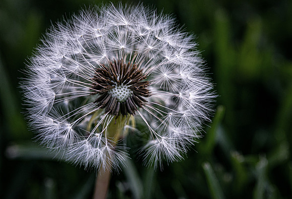 2021 April-dandelion in the yard