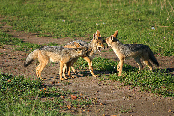 2021 June-Jackals, Maasai Mara, Kenya