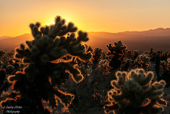 Choilla Garden, Joshua Tree