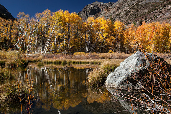 Beaver Pond