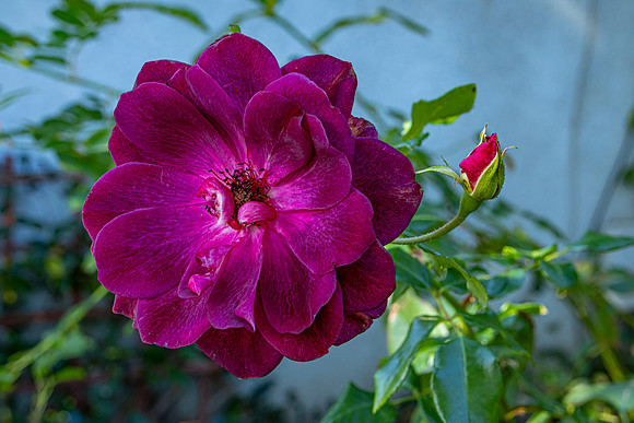 May - Back Yard
