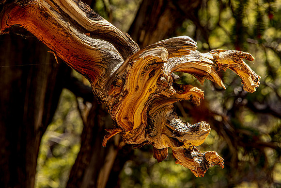 Cover - Bristlecone Forest