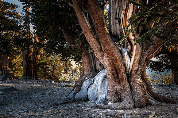 2018 June-Patriarch Grove, Bristlecone Pine Forest
