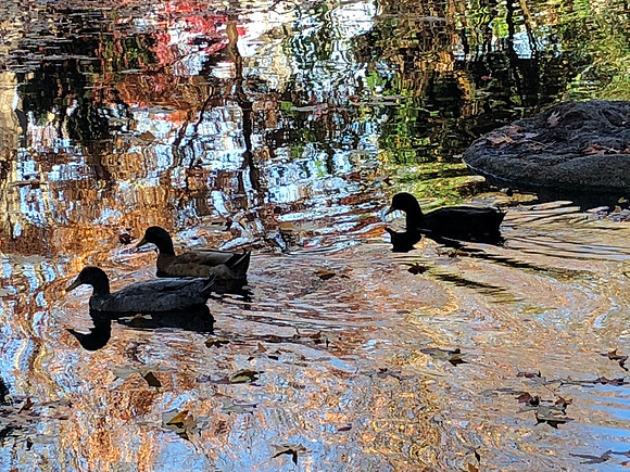 2018 July-Lithia Park, Ashland, OR. Barbar'a photo