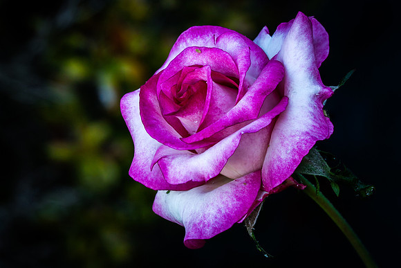 2019 June-"Miss Congeniality" rose