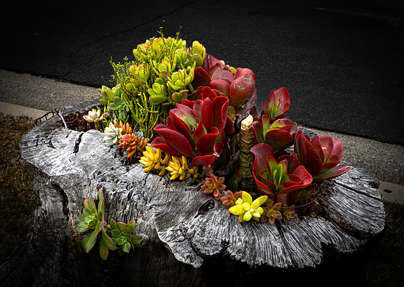 March - Street Stump