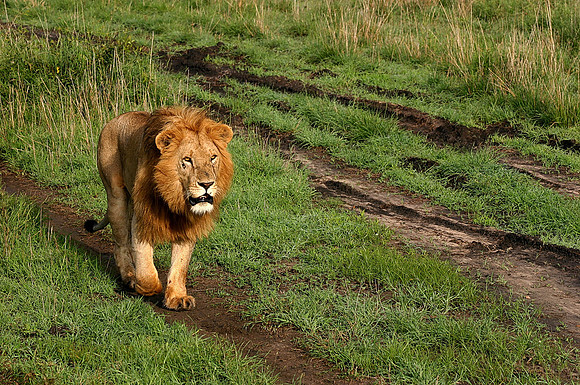 2021 August-Maasai Mara, Kenya
