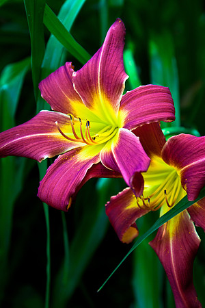 Lily