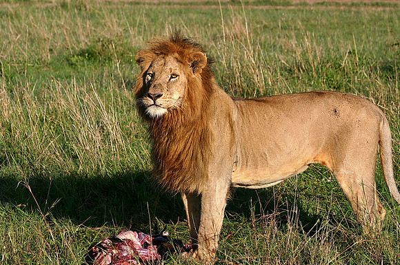 2021 March-Maasai Mara National Reserve