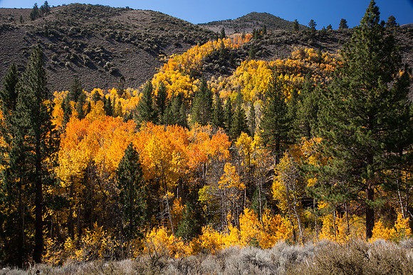 Color in the Sierras