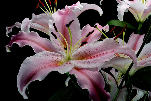 Stargazer Lily