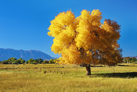 Autumn Gold