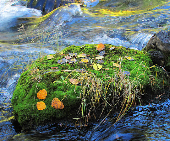 River Moss