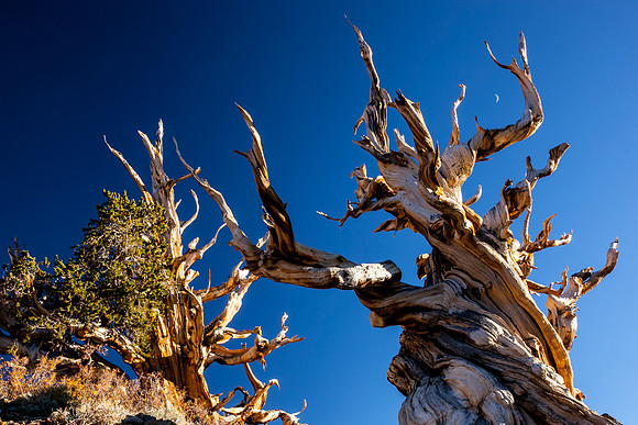 Reaching Skyward