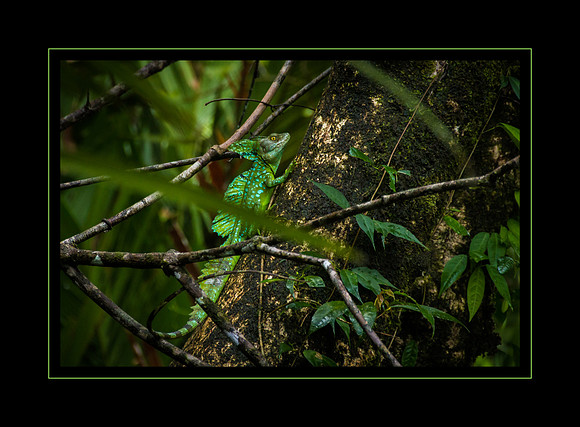 Emerald Basilisk