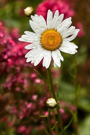 Daisy
